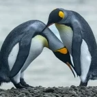 King penguins on Macquarie Island, Subantarctic.
