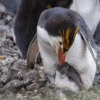 Royal penguin with chick, on Macquarie Island, Subantarctic.
