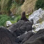 New Zealand fur seal, in the Subantarctic.