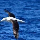 Northern royal albatross in the Subantarctic.