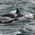 An orca family near Macquarie Island, Subantarctic.