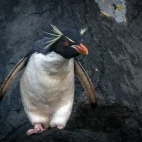 Southern rockhopper penguin, in the Subantarctic.