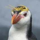 Royal penguin, in the Subantarctic.