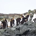 Royal penguin colony on Macquarie Island.