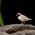 A shore plover on South East Island, Subantarctic.