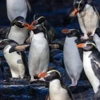 Colony of snares-crested penguins in the Subantarctic.