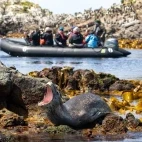 Zodiac cruising around Snares Island, Subantarctic.