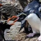 Snares-crested penguin in the Subantarctic.