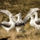 Southern royal albatross on Campbell Island, Subantarctic.