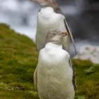 Yellow-eyed penguin on Aukland Island, Subantarctic.