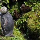 Yellow-eyed penguin on Enderby Island, Subantarctic.