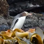 A yellow-eyed penguin, Subantarctic.