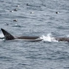 Fin whales in the Subantarctic