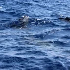 Long-finned pilot whales in the Subantarctic