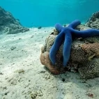 Blue starfish in Tonga.