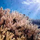 A rich biodiversity of coral reef and fish in Tonga, South Pacific.