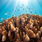 A vibrant coral reef with marine life, in the South Pacific waters of Tonga.