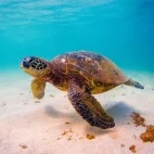Green sea turtle gliding across the sand.