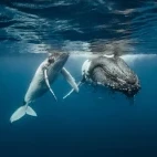 Humpback whales taking a breath.