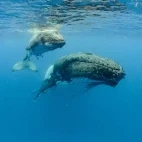 Pair of humpback whales.