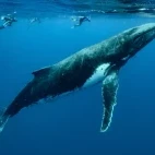 A humpback whale accompanied by snorkellers, in the waters around Vava'u, Kingdom of Tonga.