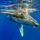 Humpback whale calf turning in the water, Tonga.