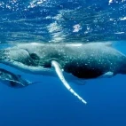 Female humpback whale with calf, in Vava'u, Tonga.