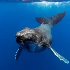 Juvenile humpback whale in the deep blue waters of the South Pacific, Tonga.
