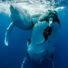 Female humpback whale with calf powering through the ocean.