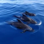 Three pilot whales surfacing.