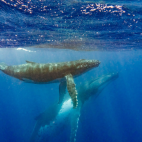 A female humpback with calf.