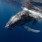 A humpback whale calf beginning to dive.