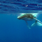 A humpback whale swimming towards the photographer.