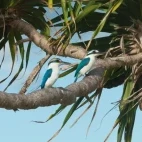 A pair of kingfishers in Vava'u, Tonga.