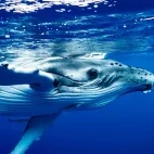 Humpback whale off of the coast of Vava'u, Tonga.