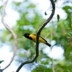 Tongan whistler bird perched in a tree in Vava'u, Tonga.