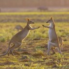 Agile wallabies in Mary River, NT, Australia.