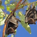 Black flying foxes in Kakadu National Park, Australia