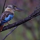 Blue-winged kookaburra in Kakadu National Park, Australia