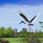 Jabiru in Australia.