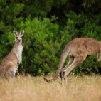 Eastern grey kangaroo in Australia.
