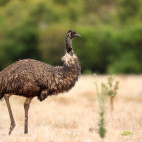 Emu in Australia.