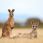 Forrester's kangaroo and joey in Australia.