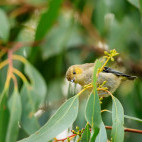 Forty-spotted pardalote in Australia.