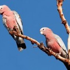 Galah cockatoos in Kakadu National Park, Australia