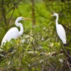 Great egret (L) and intermediate egret (R) in Kakadu National Park, Australia