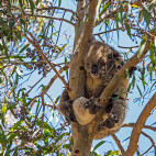 Koala in Australia.