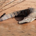 Large freshwater crocodile in Kakadu National Park, Australia