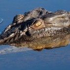 Large saltwater crocodile in Kakadu National Park, Australia