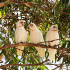 Long-billed corellas in Australia.